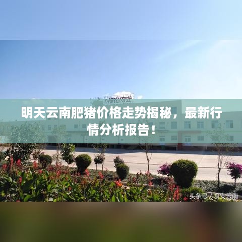 明天云南肥豬價(jià)格走勢(shì)揭秘，最新行情分析報(bào)告！