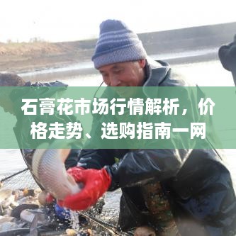 石膏花市場行情解析，價(jià)格走勢、選購指南一網(wǎng)打盡