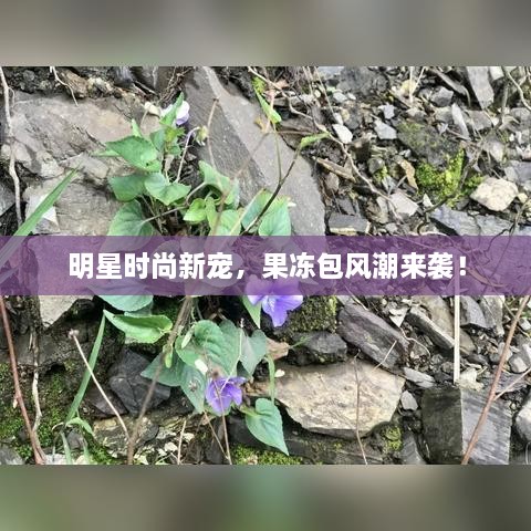 明星時(shí)尚新寵，果凍包風(fēng)潮來襲！