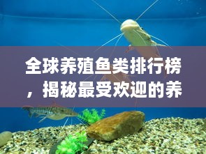 全球養(yǎng)殖魚(yú)類(lèi)排行榜，揭秘最受歡迎的養(yǎng)殖魚(yú)類(lèi)種類(lèi)！