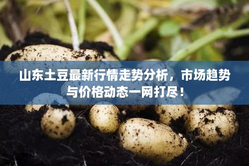 山東土豆最新行情走勢分析，市場趨勢與價格動態(tài)一網打盡！