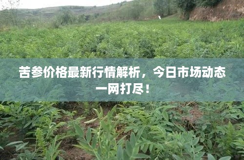 苦參價(jià)格最新行情解析，今日市場(chǎng)動(dòng)態(tài)一網(wǎng)打盡！