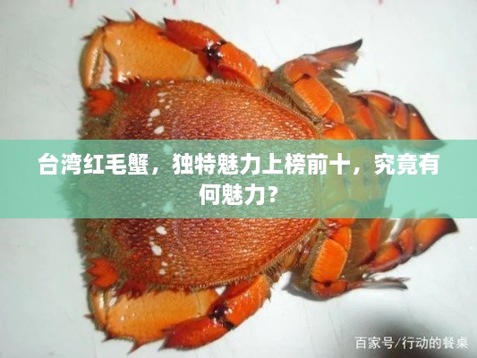 臺(tái)灣紅毛蟹，獨(dú)特魅力上榜前十，究竟有何魅力？