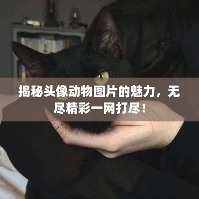 揭秘頭像動(dòng)物圖片的魅力，無(wú)盡精彩一網(wǎng)打盡！