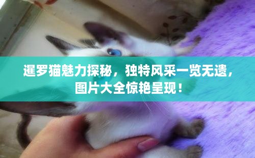 暹羅貓魅力探秘，獨特風采一覽無遺，圖片大全驚艷呈現(xiàn)！