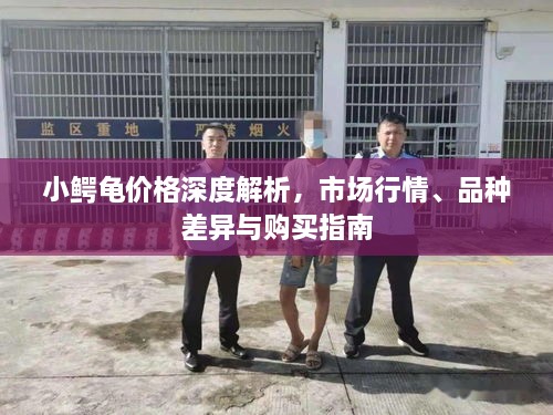小鱷龜價(jià)格深度解析，市場行情、品種差異與購買指南