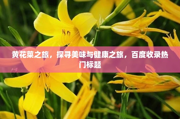 黃花菜之旅，探尋美味與健康之旅，百度收錄熱門標題