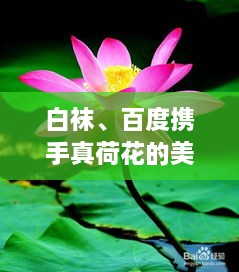 白襪、百度攜手真荷花的美麗奇緣