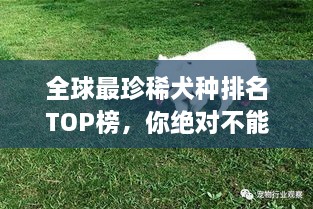 全球最珍稀犬種排名TOP榜，你絕對不能錯過！